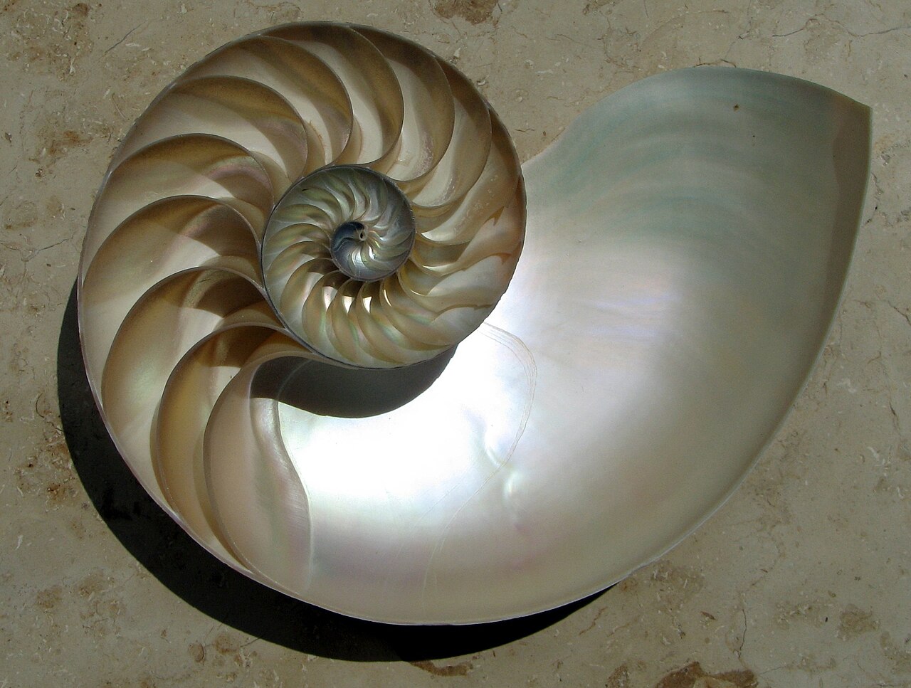 Nautilus spiral cross-section
